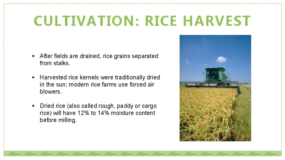 CULTIVATION: RICE HARVEST § After fields are drained, rice grains separated from stalks. §