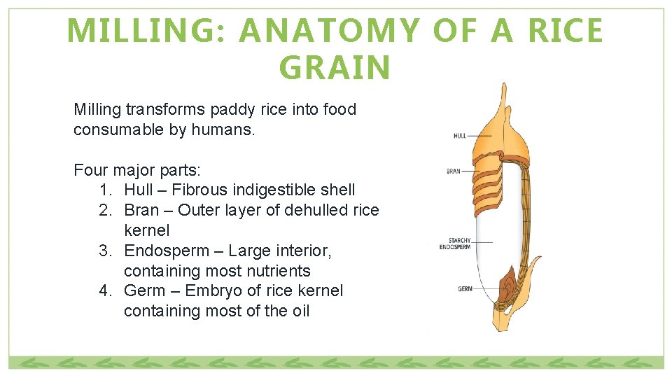 MILLING: ANATOMY OF A RICE GRAIN Milling transforms paddy rice into food consumable by