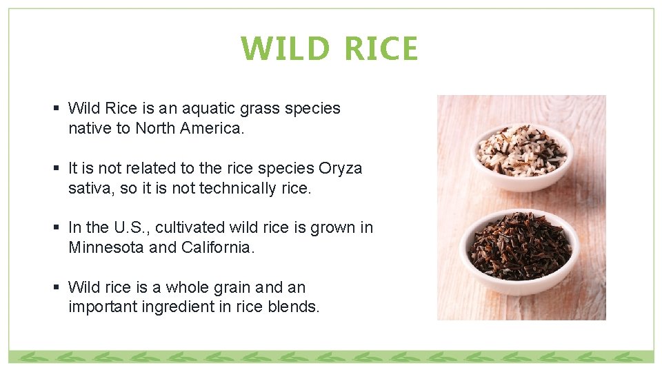 WILD RICE § Wild Rice is an aquatic grass species native to North America.