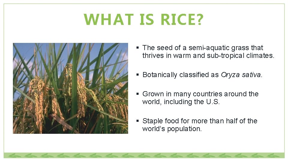 WHAT IS RICE? § The seed of a semi-aquatic grass that thrives in warm