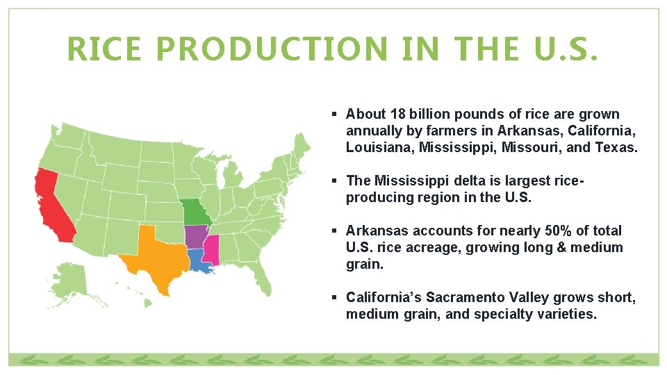 RICE PRODUCTION IN THE U. S. § About 18 billion pounds of rice are