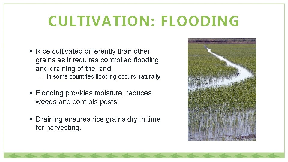 CULTIVATION: FLOODING § Rice cultivated differently than other grains as it requires controlled flooding