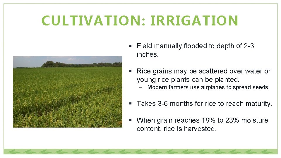 CULTIVATION: IRRIGATION § Field manually flooded to depth of 2 -3 inches. § Rice