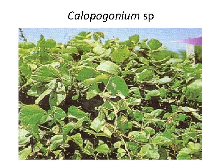 Calopogonium sp 