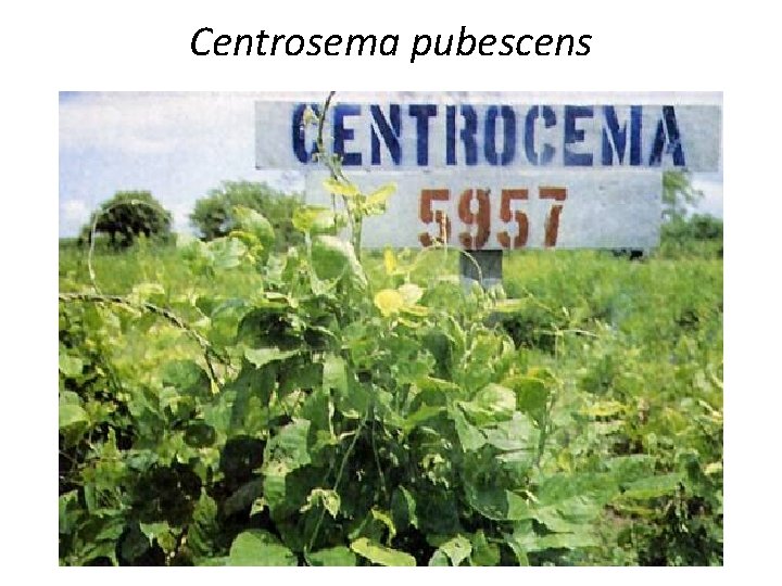 Centrosema pubescens 