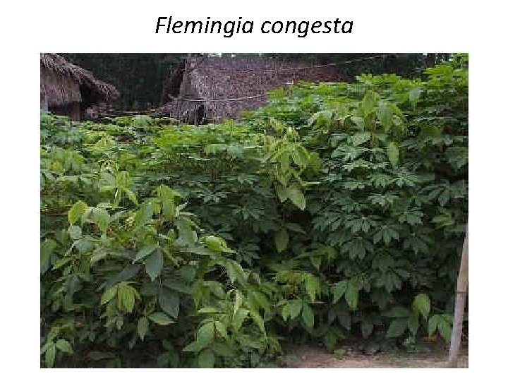 Flemingia congesta 