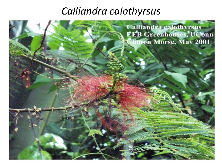 Calliandra calothyrsus 