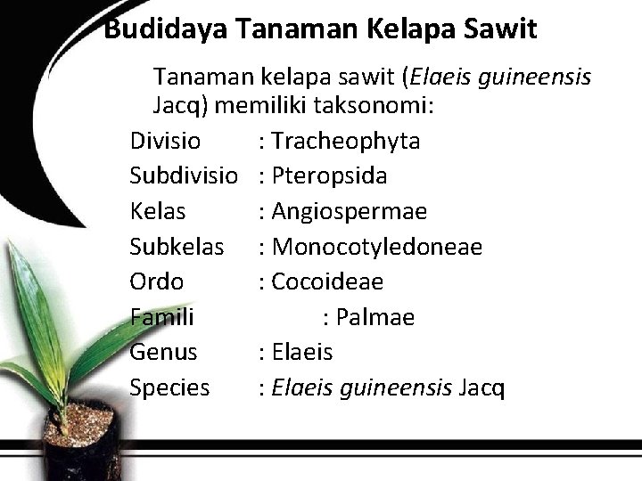 Budidaya Tanaman Kelapa Sawit Tanaman kelapa sawit (Elaeis guineensis Jacq) memiliki taksonomi: Divisio :