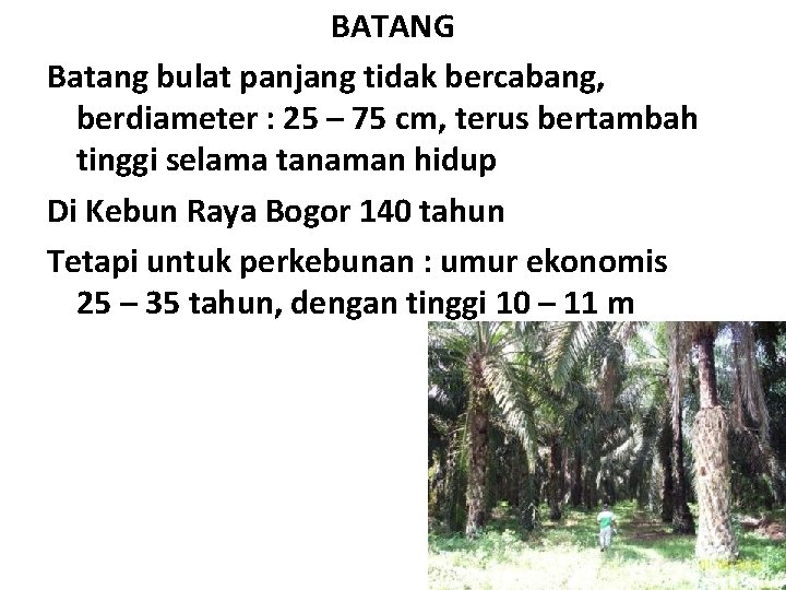 BATANG Batang bulat panjang tidak bercabang, berdiameter : 25 – 75 cm, terus bertambah