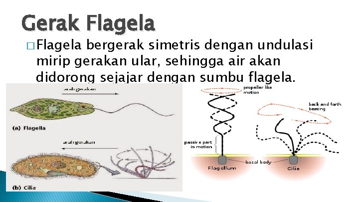 Gerak Flagela � Flagela bergerak simetris dengan undulasi mirip gerakan ular, sehingga air akan