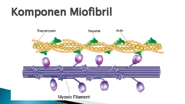 Komponen Miofibril 