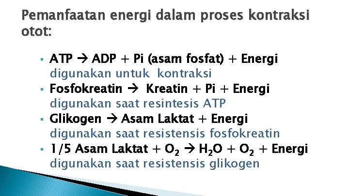Pemanfaatan energi dalam proses kontraksi otot: § § ATP ADP + Pi (asam fosfat)
