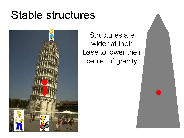 Stable structures Structures are wider at their base to lower their center of gravity