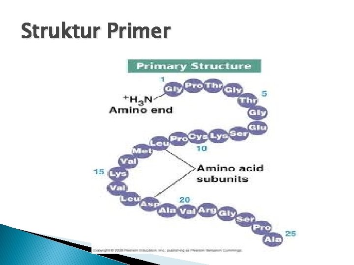 Struktur Primer Struktur Primer