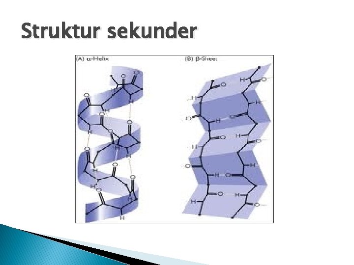 Struktur sekunder Struktur sekunder