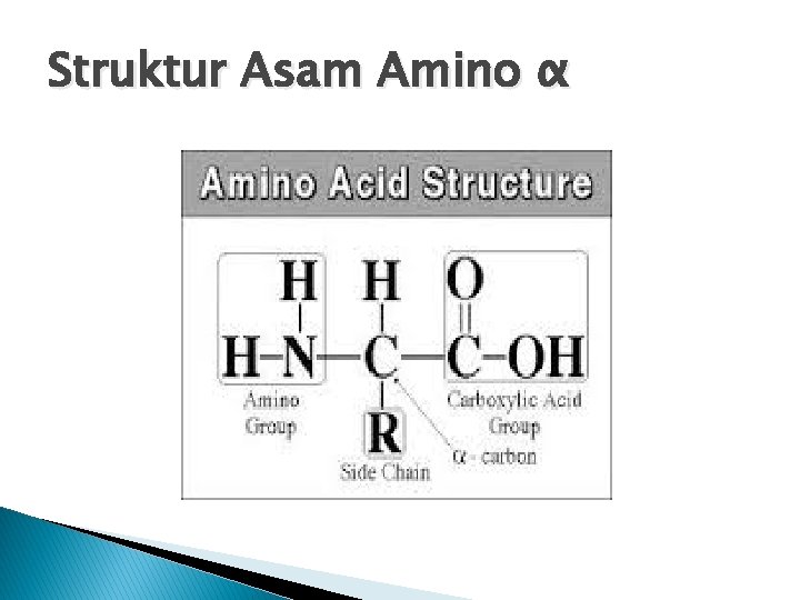 Struktur Asam Amino α Struktur Asam Amino α
