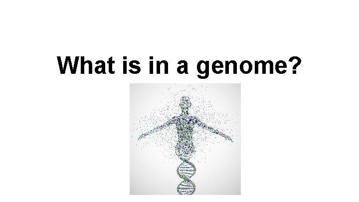 What is in a genome? 
