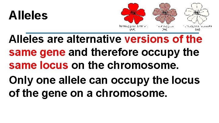 Alleles are alternative versions of the same gene and therefore occupy the same locus