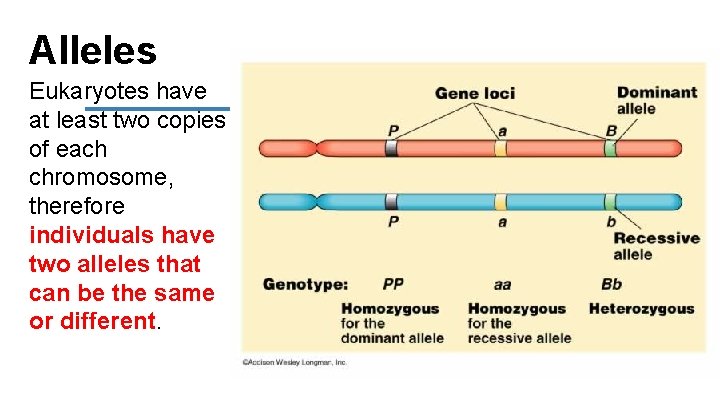 Alleles Eukaryotes have at least two copies of each chromosome, therefore individuals have two