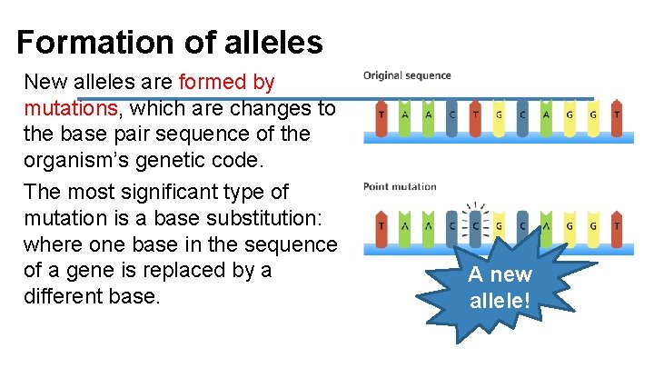 Formation of alleles New alleles are formed by mutations, which are changes to the