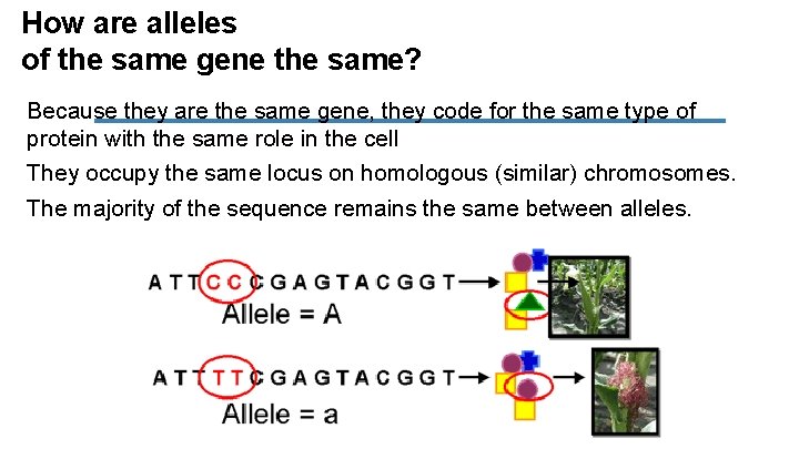 How are alleles of the same gene the same? Because they are the same