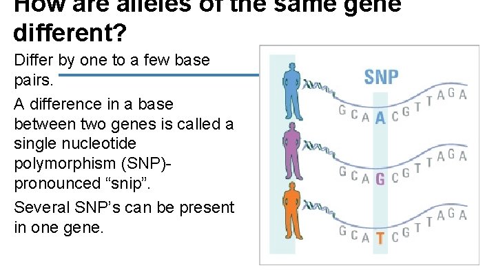 How are alleles of the same gene different? Differ by one to a few