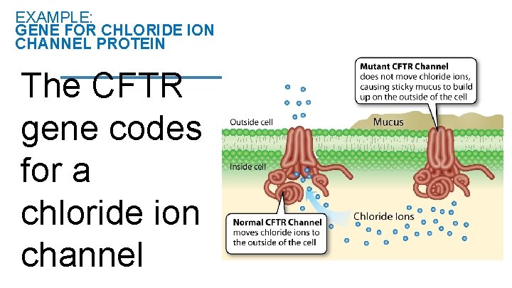EXAMPLE: GENE FOR CHLORIDE ION CHANNEL PROTEIN The CFTR gene codes for a chloride