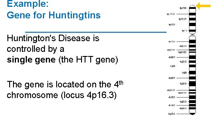Example: Gene for Huntingtins Huntington's Disease is controlled by a single gene (the HTT