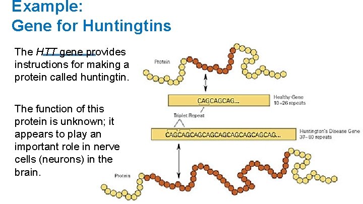 Example: Gene for Huntingtins The HTT gene provides instructions for making a protein called