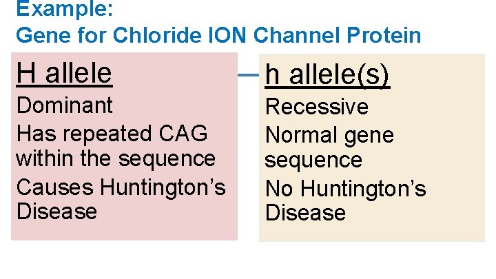 Example: Gene for Chloride ION Channel Protein H allele h allele(s) Dominant Has repeated