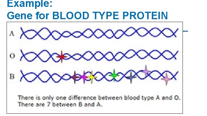 Example: Gene for BLOOD TYPE PROTEIN 