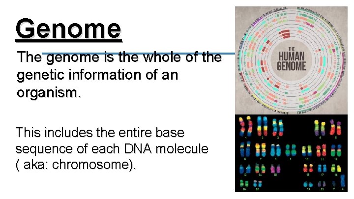 Genome The genome is the whole of the genetic information of an organism. This