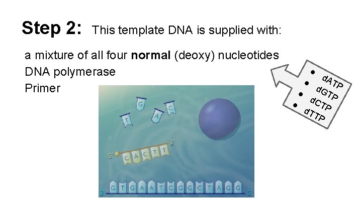 Step 2: This template DNA is supplied with: a mixture of all four normal