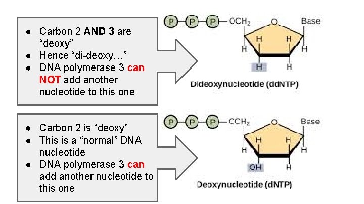 ● Carbon 2 AND 3 are “deoxy” ● Hence “di-deoxy…” ● DNA polymerase 3