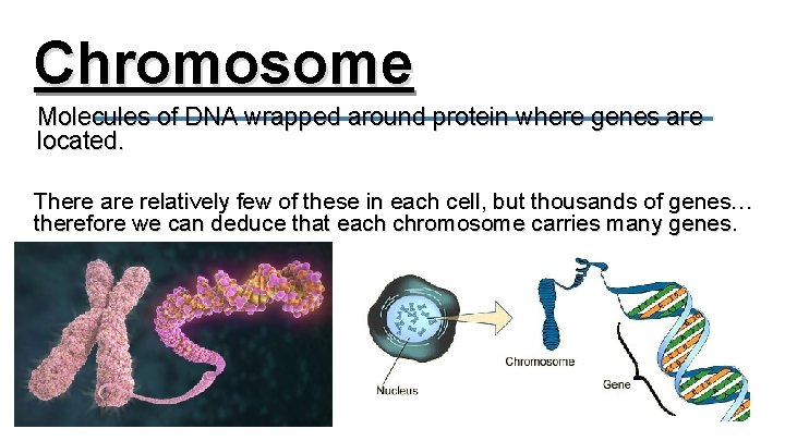 Chromosome Molecules of DNA wrapped around protein where genes are located. There are relatively