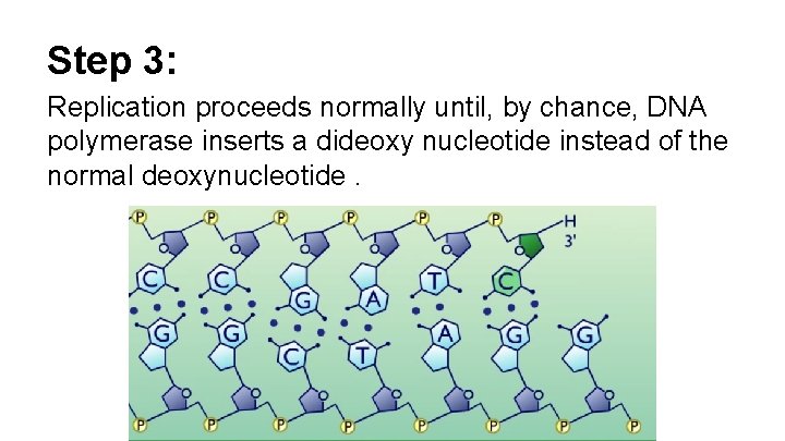 Step 3: Replication proceeds normally until, by chance, DNA polymerase inserts a dideoxy nucleotide