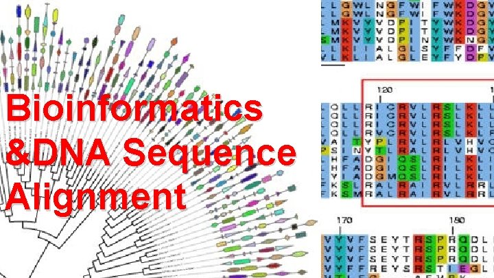 Bioinformatics &DNA Sequence Alignment 