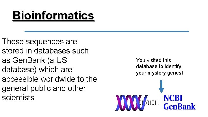 Bioinformatics These sequences are stored in databases such as Gen. Bank (a US database)