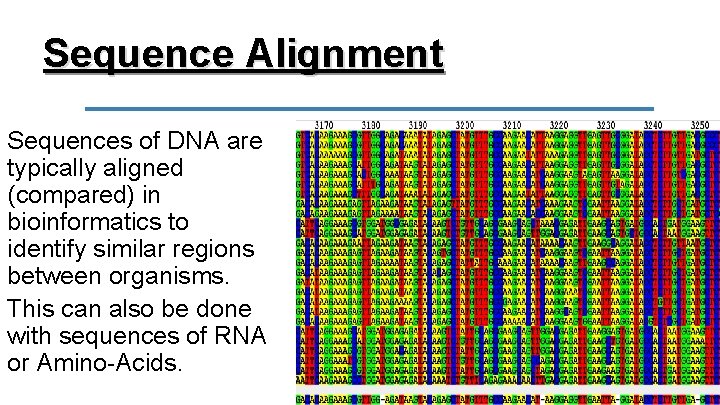 Sequence Alignment Sequences of DNA are typically aligned (compared) in bioinformatics to identify similar
