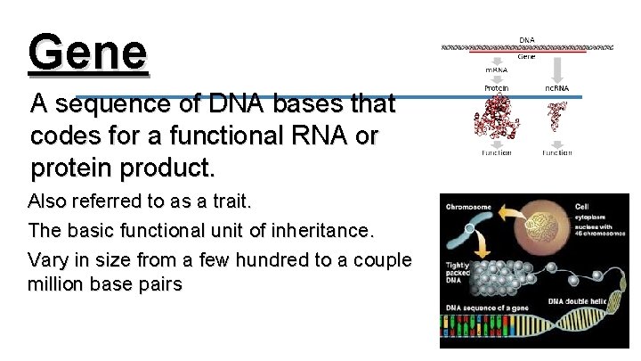 Gene A sequence of DNA bases that codes for a functional RNA or protein
