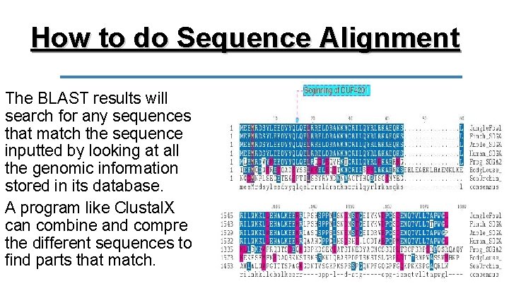 How to do Sequence Alignment The BLAST results will search for any sequences that