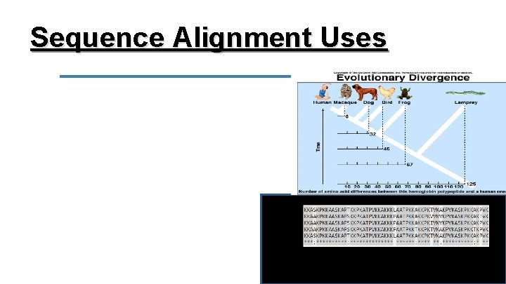 Sequence Alignment Uses We can also interpret the homology of sequences to infer relatedness.