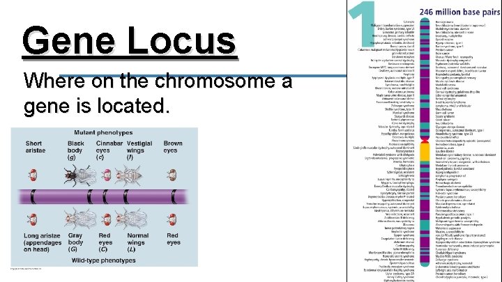 Gene Locus Where on the chromosome a gene is located. 