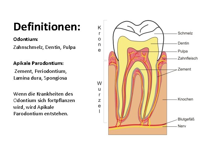 Definitionen: Odontium: Zahnschmelz, Dentin, Pulpa Apikale Parodontium: Zement, Periodontium, Lamina dura, Spongiosa Wenn die