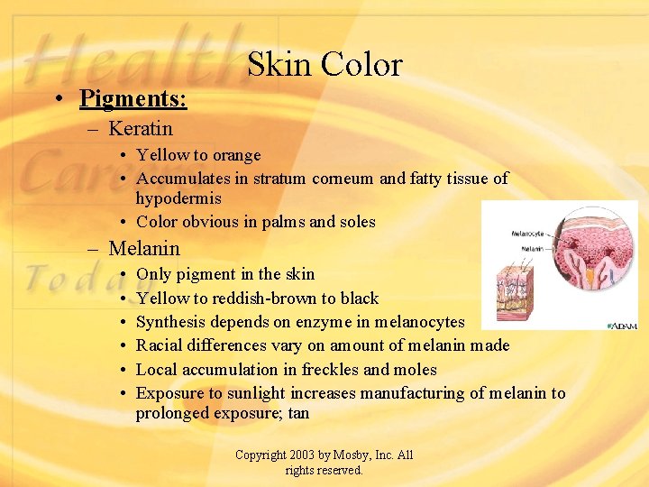 Skin Color • Pigments: – Keratin • Yellow to orange • Accumulates in stratum