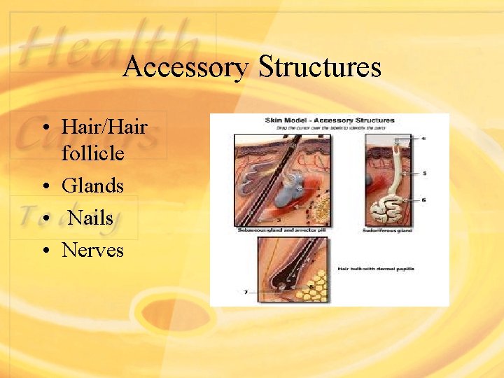 Accessory Structures • Hair/Hair follicle • Glands • Nails • Nerves 