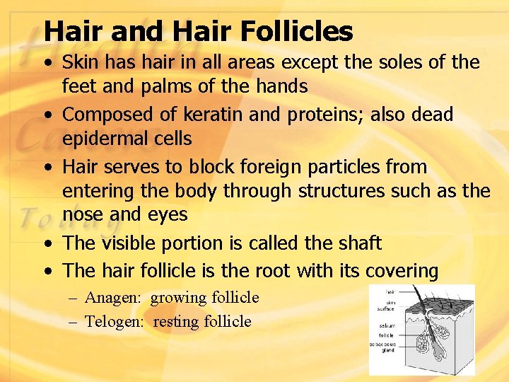 Hair and Hair Follicles • Skin has hair in all areas except the soles