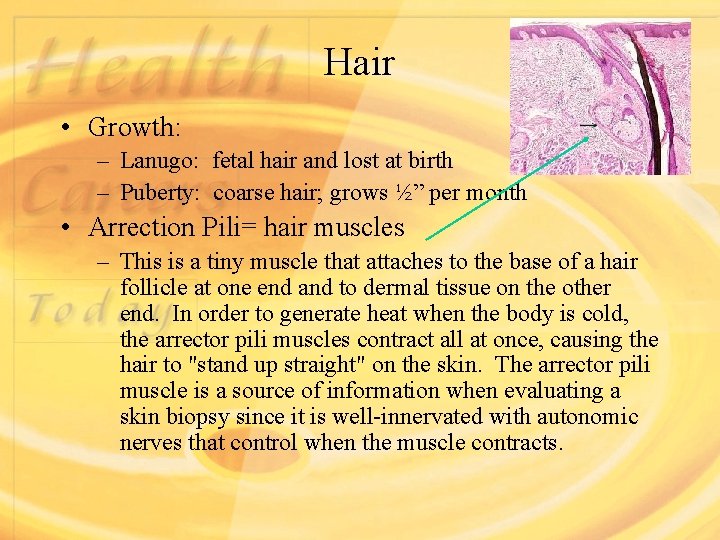 Hair • Growth: – Lanugo: fetal hair and lost at birth – Puberty: coarse