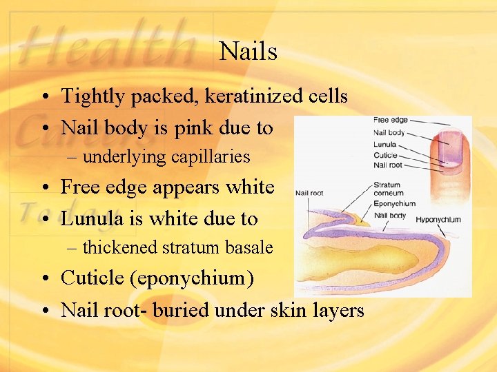 Nails • Tightly packed, keratinized cells • Nail body is pink due to –