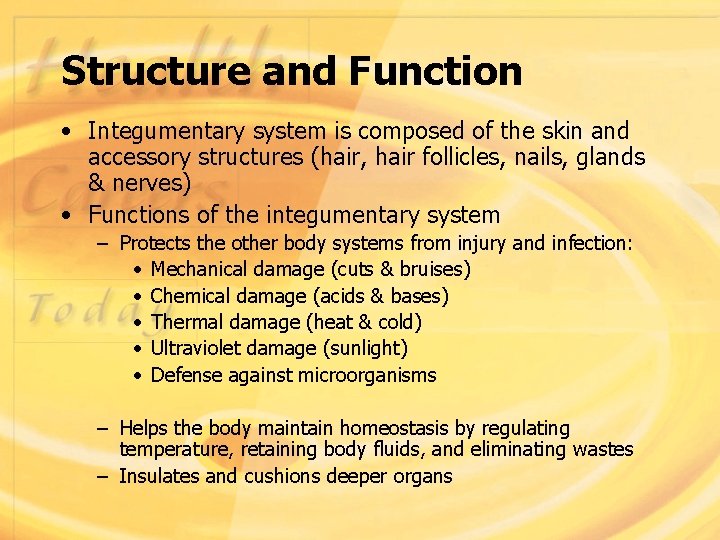 Structure and Function • Integumentary system is composed of the skin and accessory structures